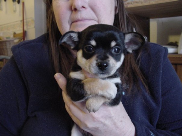 Abbagail Huntly's album, puppies