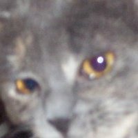 Barbara Kube's album, Profile Pictures