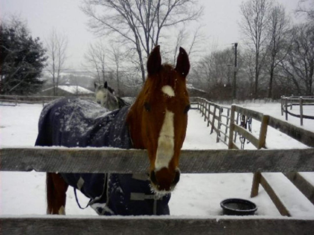 John O'donnell's album, winter at the barn 2