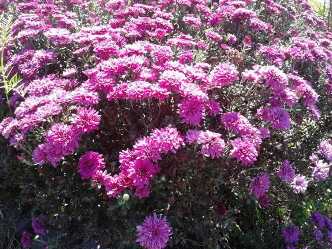 Doris Doyle's album, Mobile Uploads