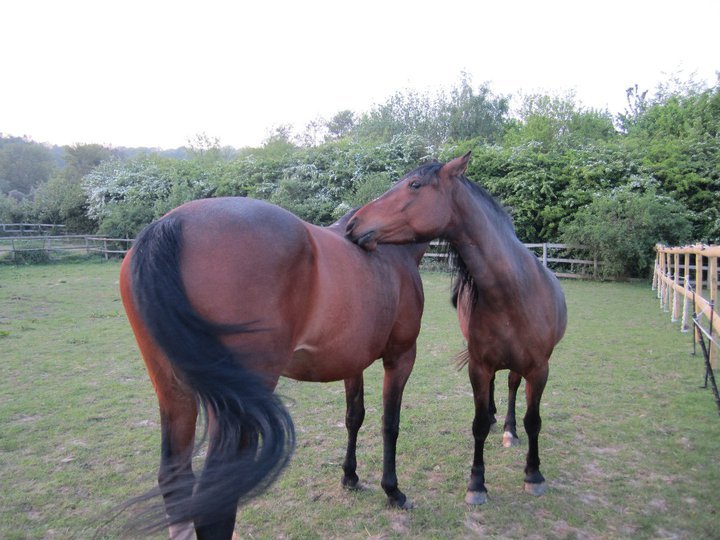Catherine Phillips' album, Horses