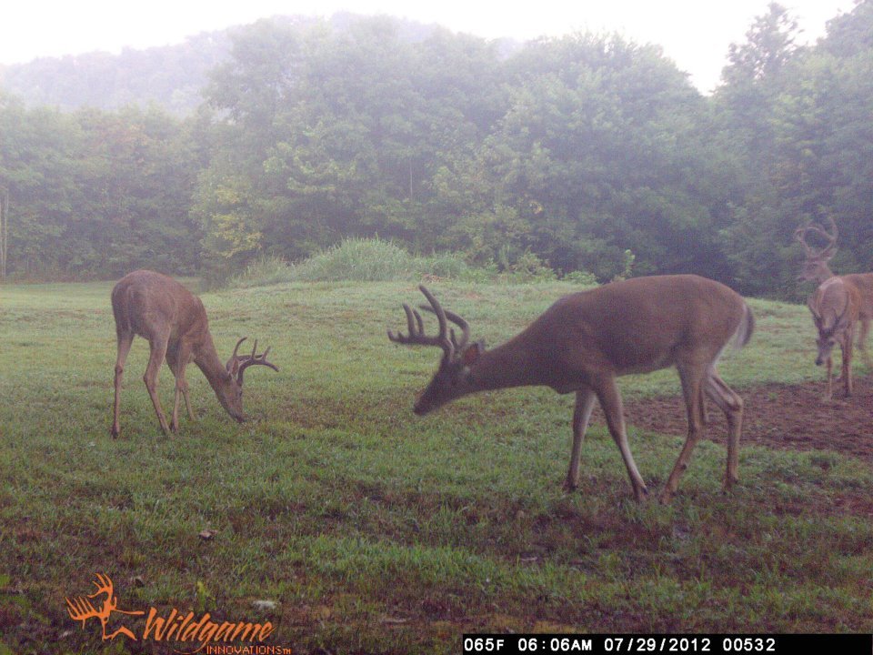 Todd Brouillard's album, Deer Camera