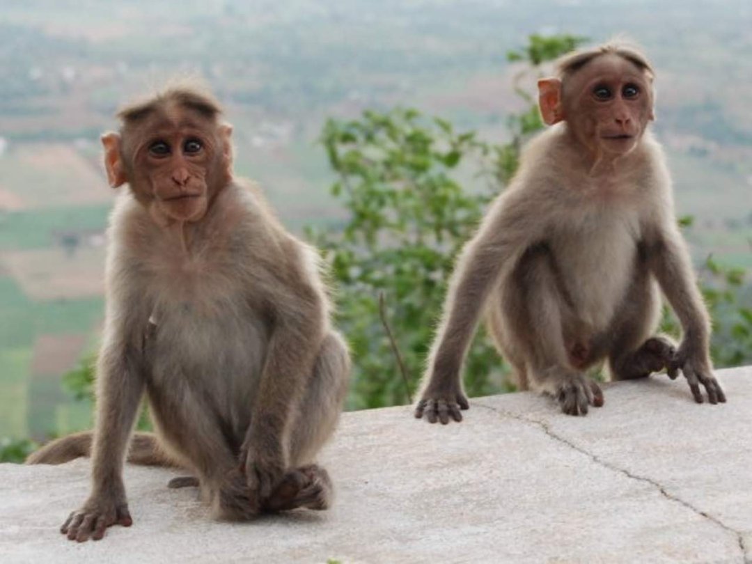 Nicole Weldon's album, Nicole and Zack's india trip