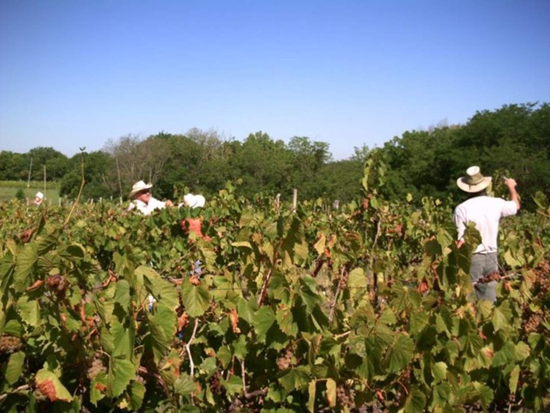 Joseph Ward's album, Vacation and Grape picking 2012