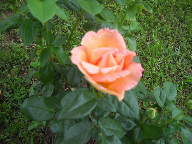Debra Wright's album, Cover Photos