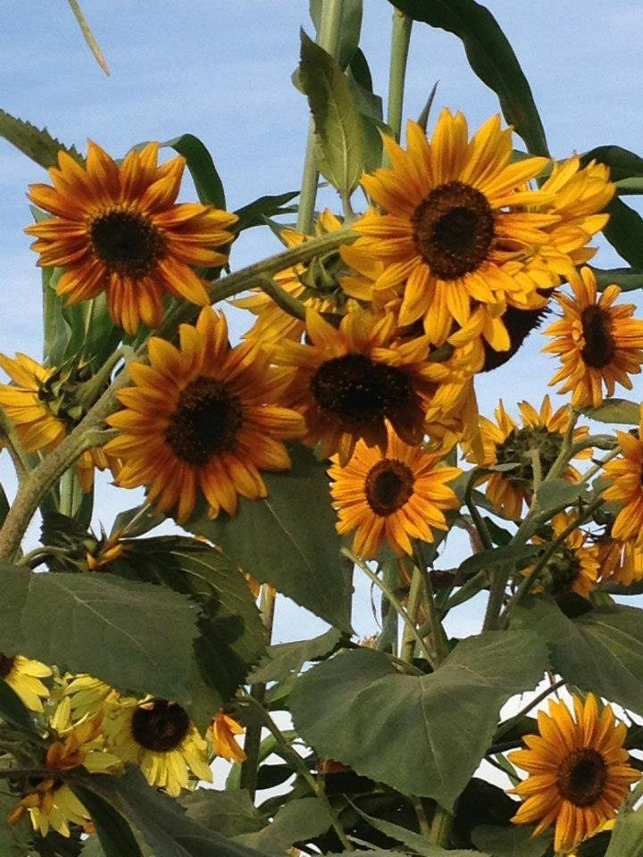 Michael Martin's album, Suzies Farm Autumnal Equinox Dinner
