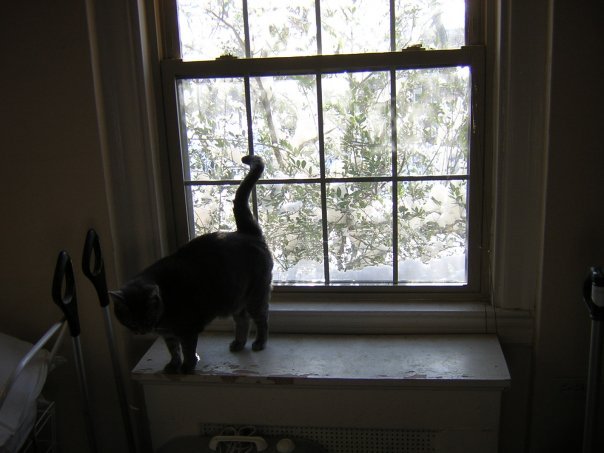 Michael Segle's album, Blizzard Cats