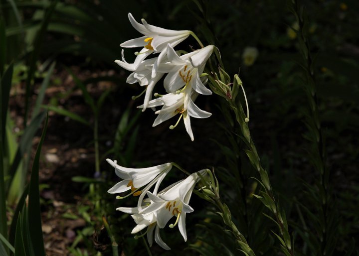 Robert Chapman's album, Spring Flowers