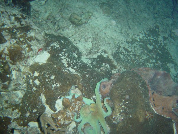 Michael Cochran's album, Underwater Cozumel