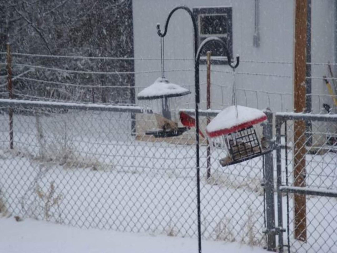 Peggy Smith's album, Snow Storm Jan 2010