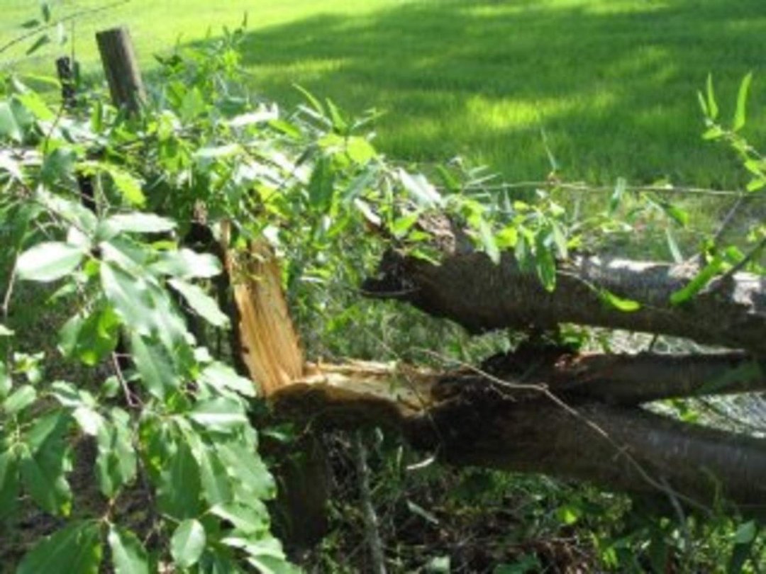 Vicki Waldren's album, storm 6-16-10