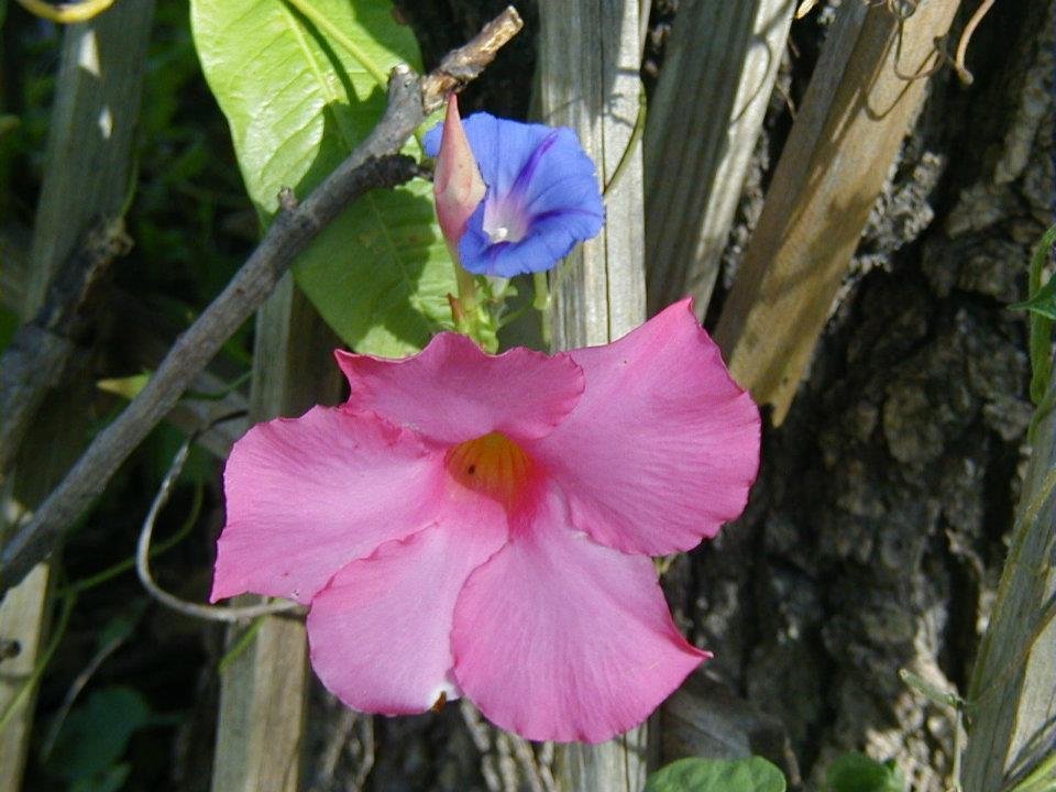 Ron Kopp's album, Morning Glorys before last hard frost