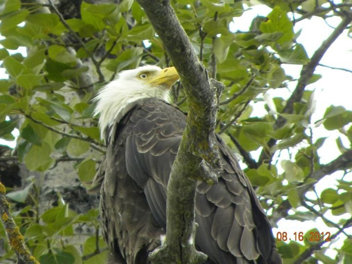 Denise Eldon's album, Alaska- August 2012