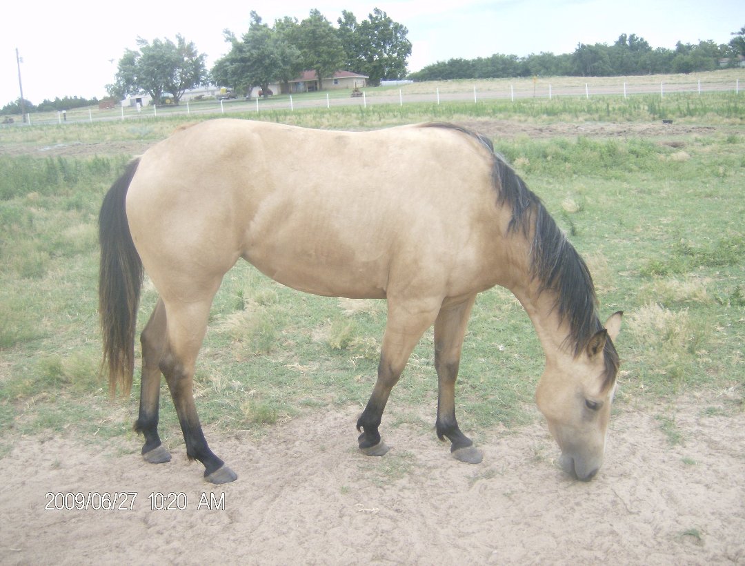 Harry Jacobs' album, some of our horses