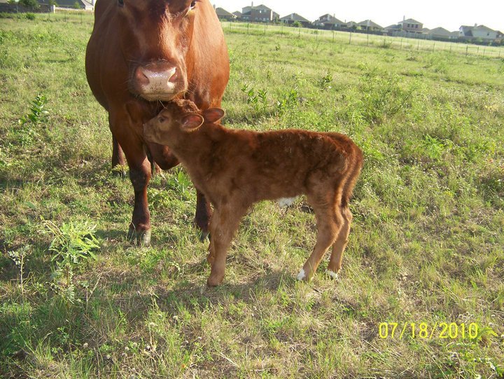 Julie Hicks' album, Latest Addition to the Hick's herd