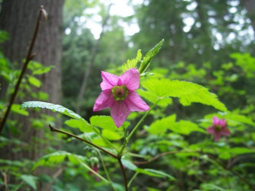Keith Klapperich's album, Fragrance Lake