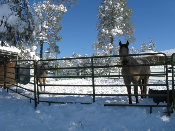 Roger Latimer's album, Snow