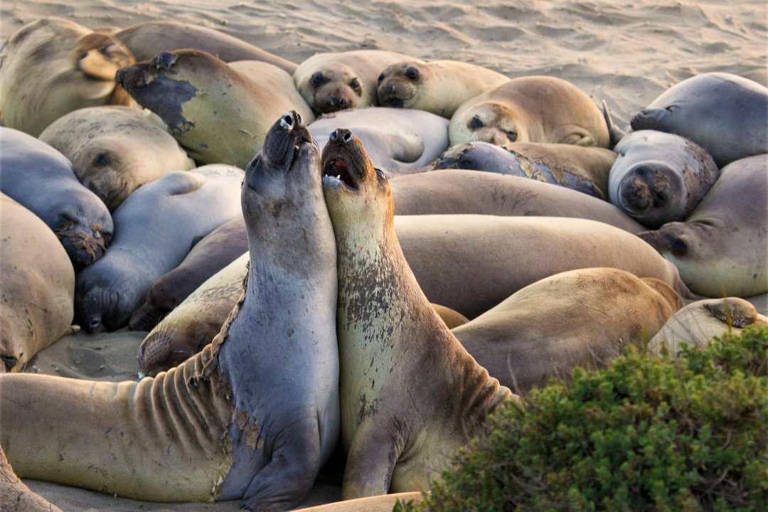 Kit Mulligan's album, Elephant Seals at San Simeon 04.20.13