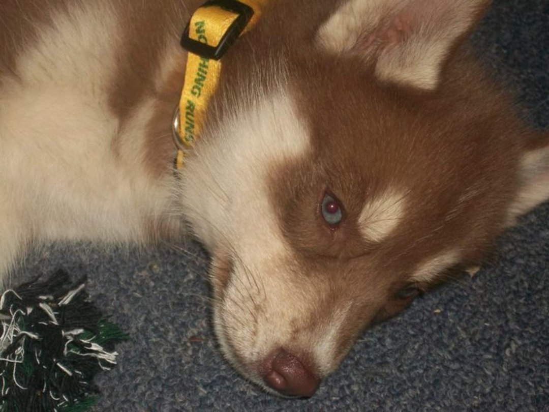 Gail Bates' album, Husky Puppy