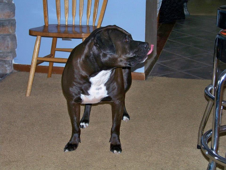 Gary Dotson's album, My boy Diesel