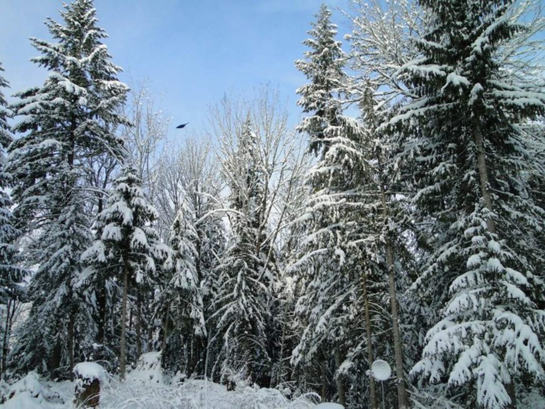 Coralee Green's album, Snow 2/2011