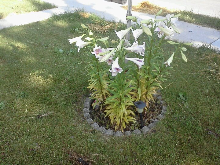 Ron Frank's album, LG Phone Photos