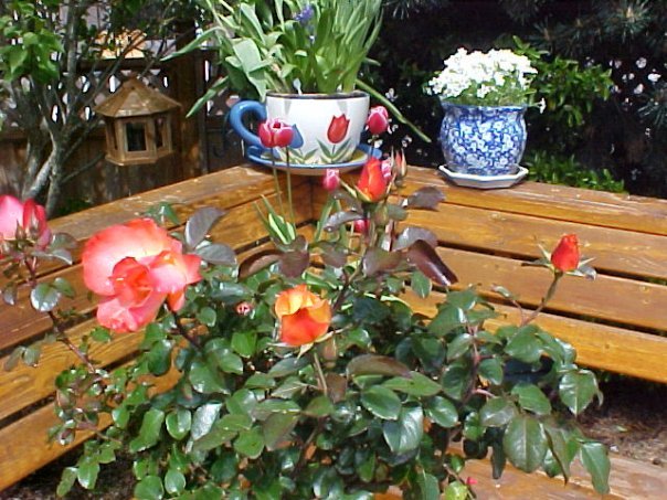 Barbara Kent's album, Yard Pictures