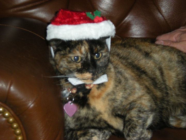 Kristy Schumacher's album, my furry friends