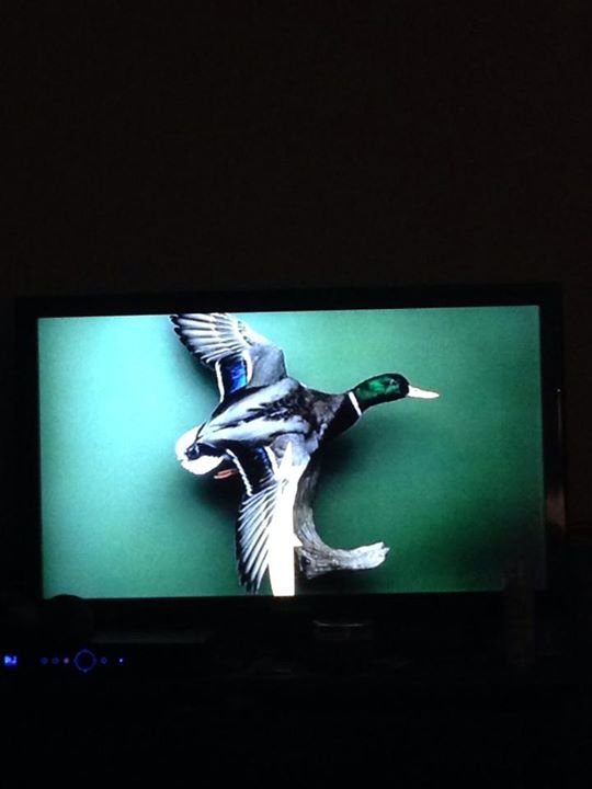 Sharon Breedlove's album, Cover Photos