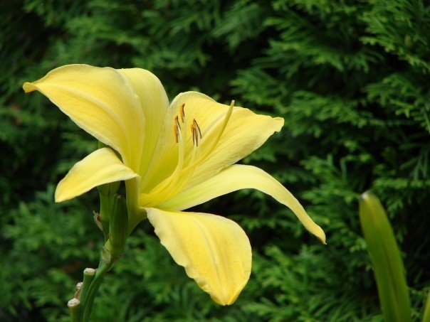 Joanne Smith's album, Flowers by Pam