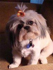 Pam Huss' album, Profile Pictures
