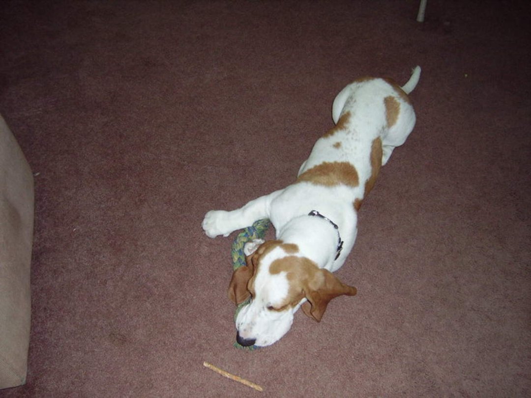 RHONDA VOGEL's album, Goose