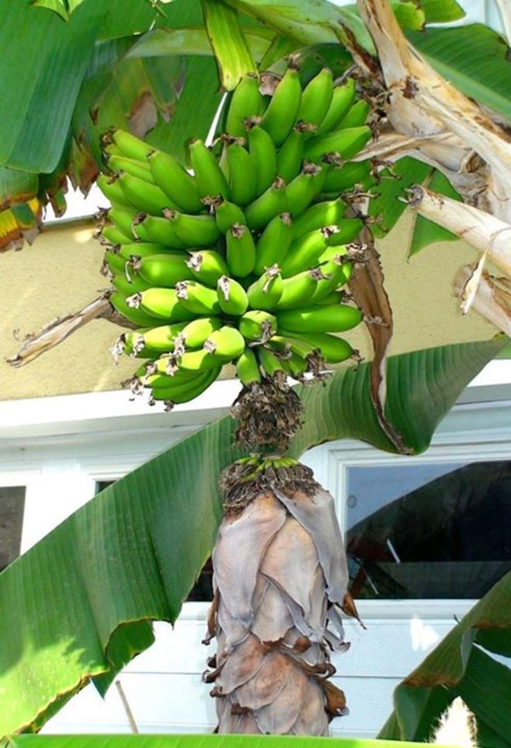 Eric Mandeson's album, Bunches of Bananas