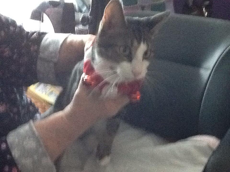 Carol Bechter's album, iOS Photos