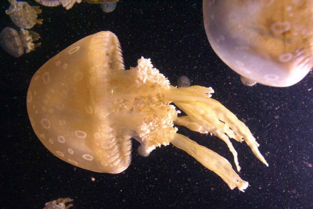 Mike Morris' album, Monterey Bay Aquarium