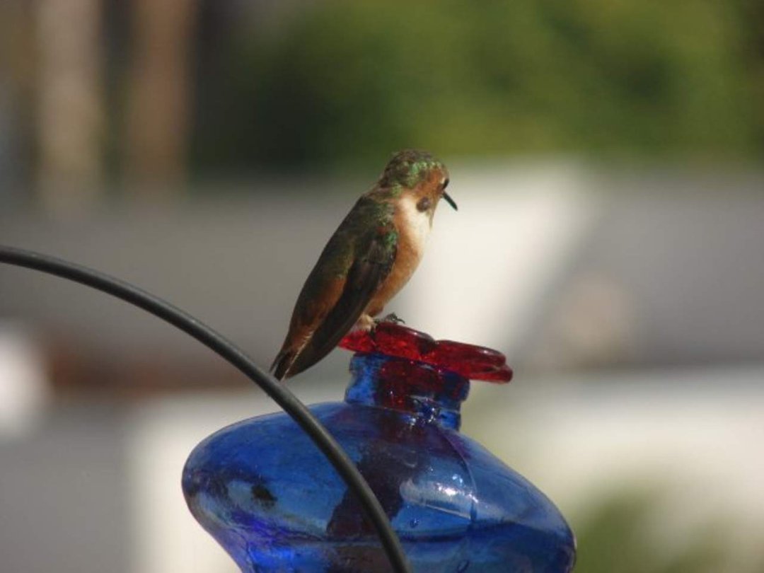 Mark Williams' album, 2010 Hummingbird Calendar