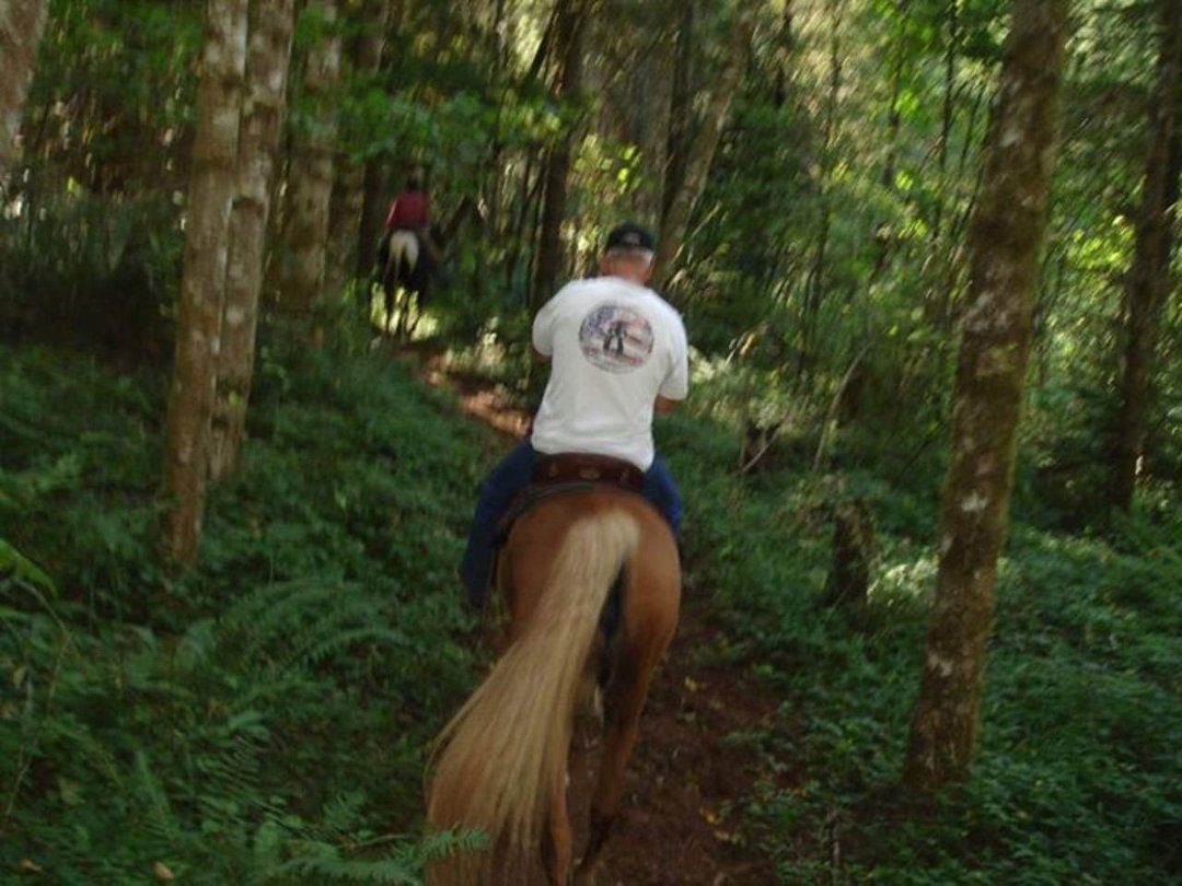 Carla Swearingen's album, August 2011 Horses