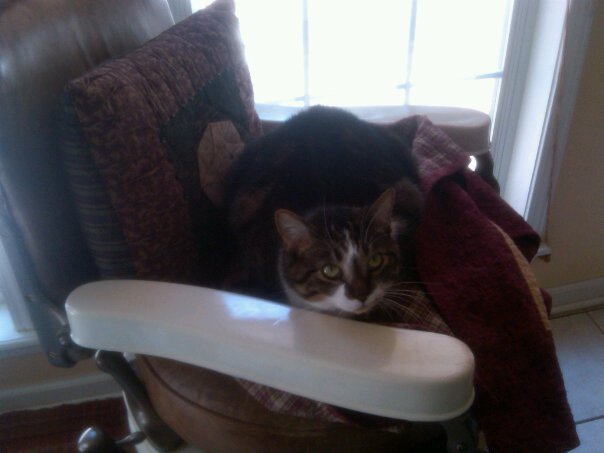 Kristy Schumacher's album, my furry friends