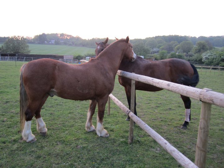 Catherine Phillips' album, Horses
