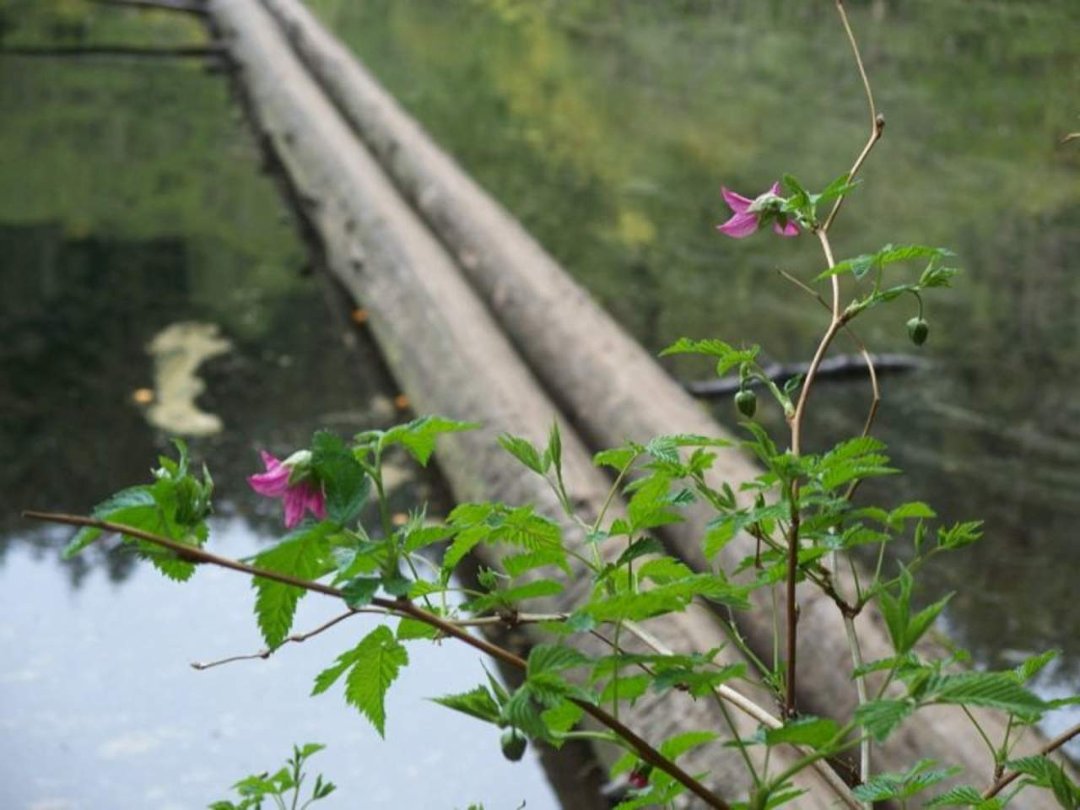 Keith Klapperich's album, Fragrance Lake