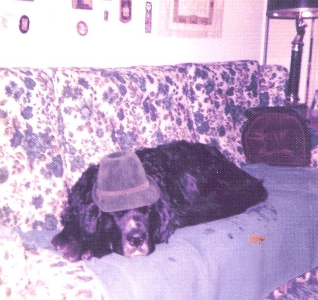 Steve Nash's album, Pets
