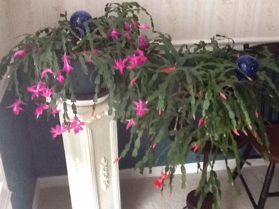 Susan Taylor's album, iOS Photos