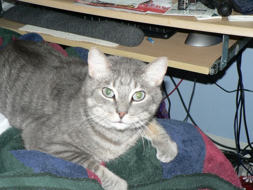Peter Hibbard's album, Our Cats