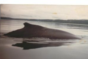 Robert Thayer's album, Profile Pictures