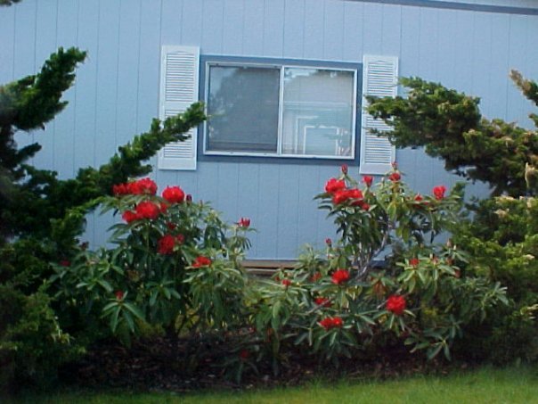 Barbara Kent's album, Yard Pictures