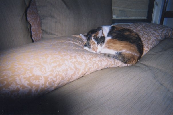 Gary Drury's album, Pets