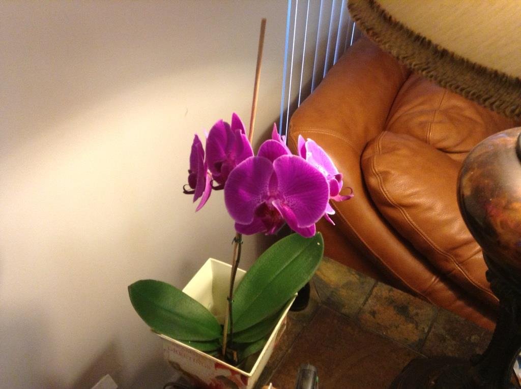 Cecelia Manno's album, iOS Photos