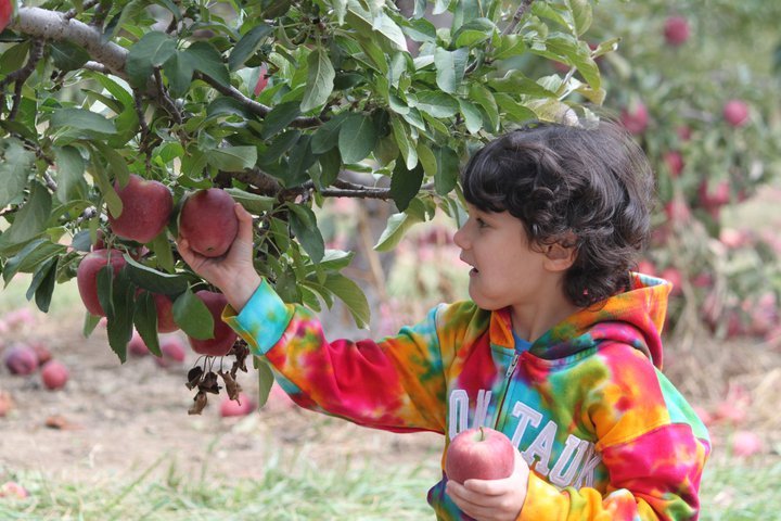 Bernadette Montalvo's album, Apple/Pumpkin picking 2010