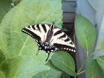 Troy Landauer's album, my photos
