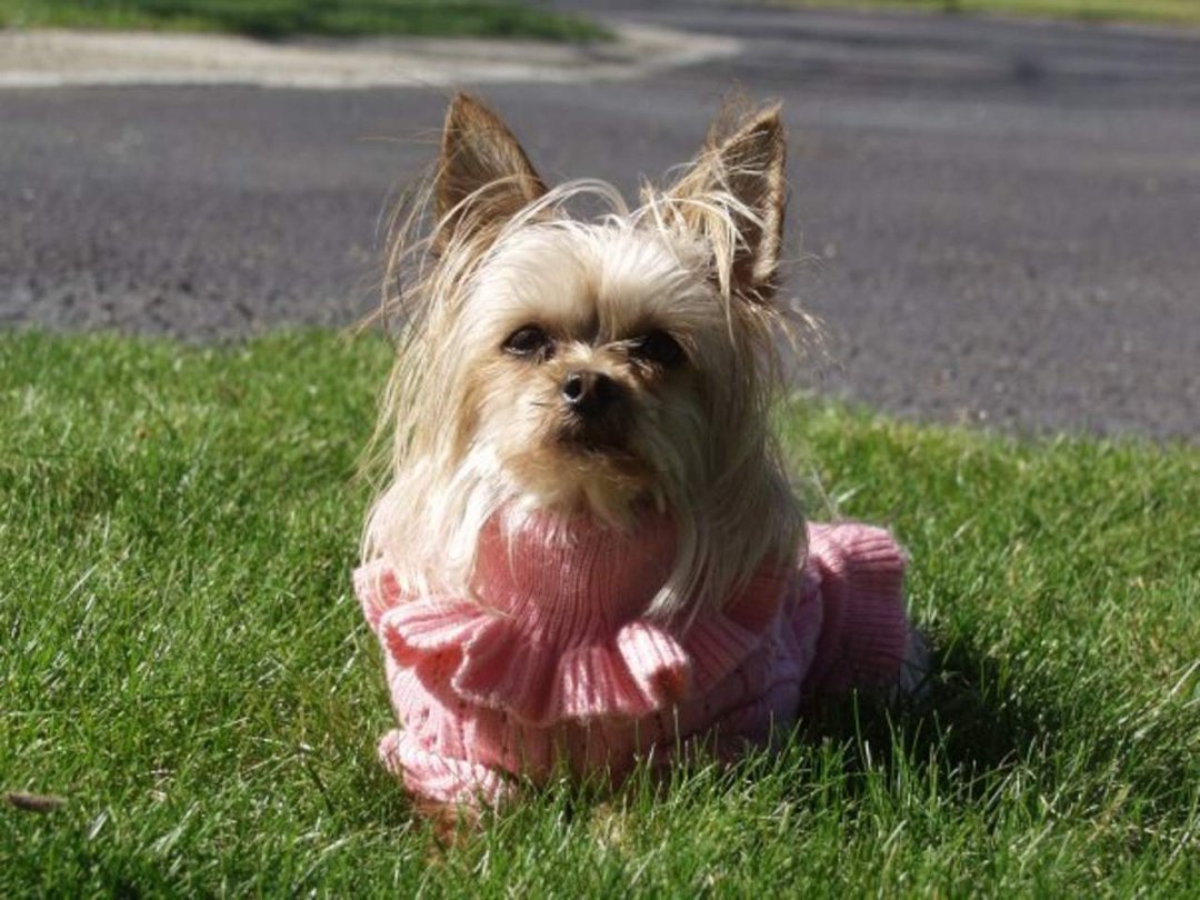 Chante Grimes-petty's album, Cover Photos